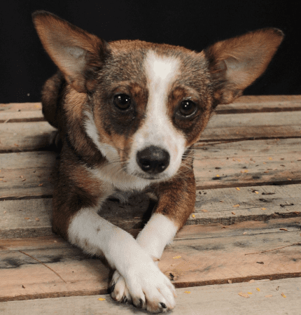 Copacabana recebe campanha de adoção de animais neste domingo