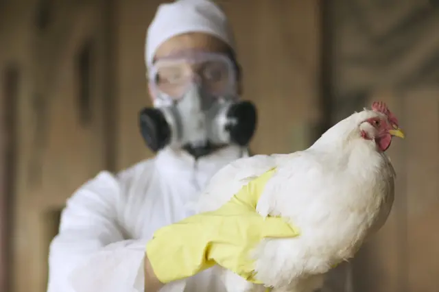 Plenário pode votar projetos sobre indenização a fiscais agropecuários, criação de fundo para defesa sanitária e regras para milhas aéreas