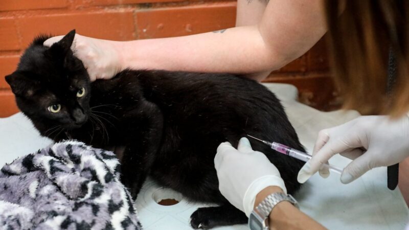 Rio inicia primeira etapa da vacinação antirrábica para cães e gatos neste sábado