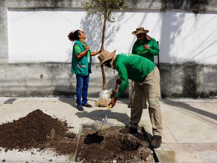 Prefeitura lança Planta + Rio: programa permite que cariocas solicitem mudas de plantas pelos canais 1746