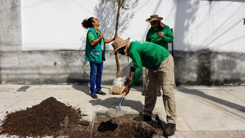 Prefeitura lança Planta + Rio: programa permite que cariocas solicitem mudas de plantas pelos canais 1746