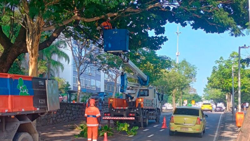 Comlurb realiza mais de mil manejos de árvores em dois meses com programa nos fins de semana