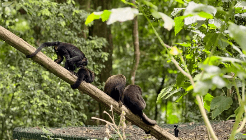 Reintegração de Animais no Parque Nacional da Tijuca Ajuda na Preservação da Fauna Local