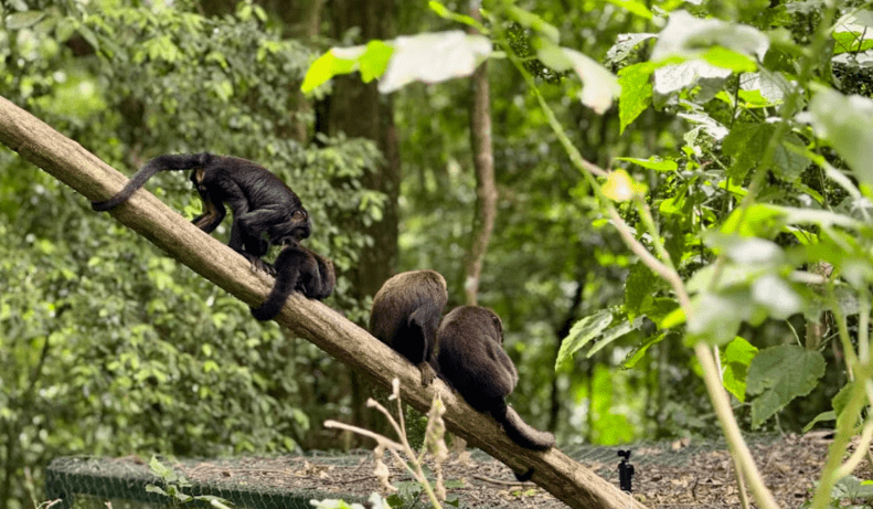 Reintegração de Animais no Parque Nacional da Tijuca Ajuda na Preservação da Fauna Local