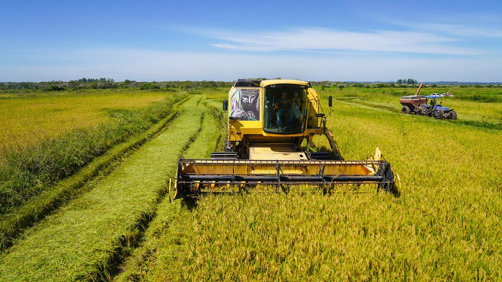 Desafios do Agronegócio: Tragédia no Rio Grande do Sul Abala Produção de Arroz e Soja