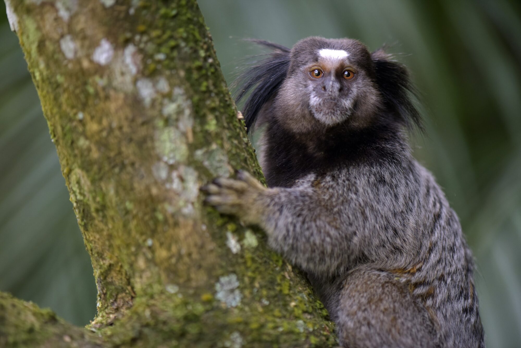 Furto de Macacos no Jardim Botânico: Animais Sob Efeito de Drogas Caíam das Árvores, Afirma Delegada